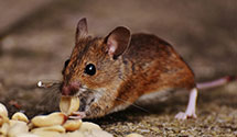 24 Hour & Emergency Exterminators in Logan, ND